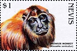 Colombian Red Howler Monkey (Alouatta seniculus)