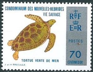Green Turtle (Chelonia mydas)