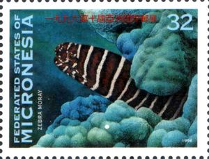 Zebra Moray (Gymnomuraena zebra)