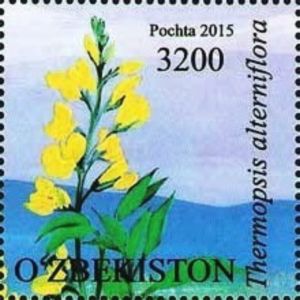 Thermopsis alterniflora