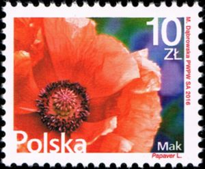 Poppy (Papaver rhoeas)