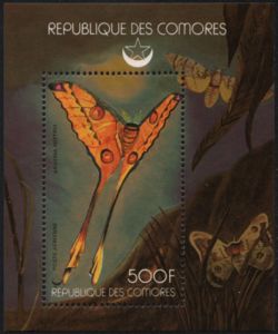 African Swallowtail (Papilio dardanus)