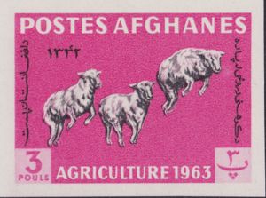 Karakul Sheep (Ovis aries)