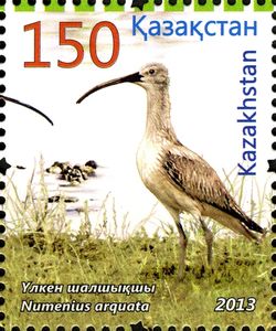 Eurasian Curlew (Numenius arquata)