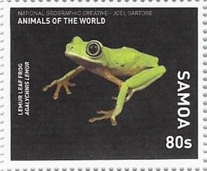 Lemur Leaf Frog (Agalychnis lemur)