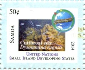 Cutthroat eels (Dysommina rugosa)