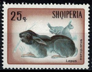 European Hare (Lepus europaeus)