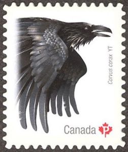 Common Raven (Corvus corax)