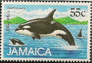 Killer Whale (Orcinus orca)