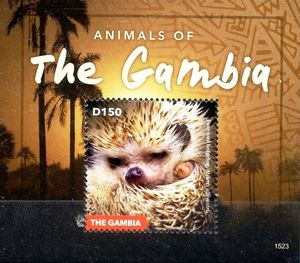 Four-toed Hedgehog (Atelerix albiventris)