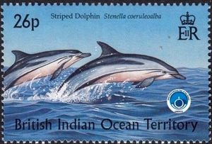 Striped Dolphin (Stenella coeruleoalba)