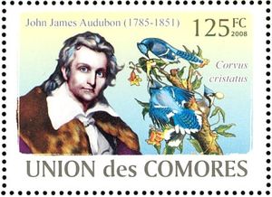 Blue Jay (Cyanocitta cristata)