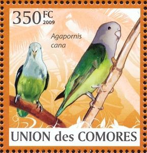 Grey-headed Lovebird (Agapornis cana)