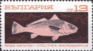 Croaker (Otolithes macroganathus)