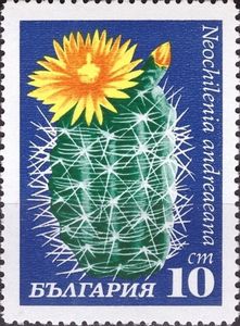 Neochilenia andreaeana