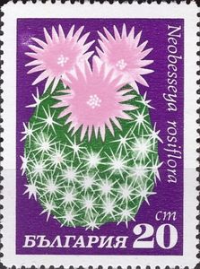 Neobesseya rosiflora