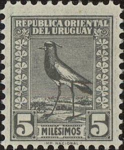 Southern Lapwing (Vanellus chilensis)