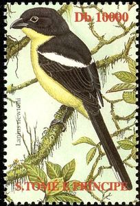 Sao Tome Fiscal (Lanius newtoni)