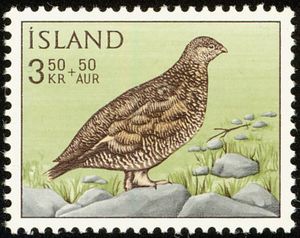 Rock Ptarmigan (Lagopus mutus) - Summer