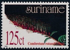 Combretum rotundifolium