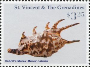 Cabrit's Murex (Murex cabritii)