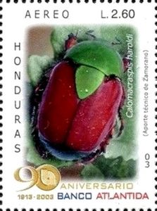 Scarab Beetle (Calomacraspis haroldi)
