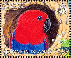 Eclectus Parrot (Eclectus roratus)