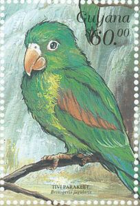 Tivi Parakeet (Brotogeris jugularis)