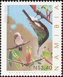 Dusky Sunbird (Cinnyris fuscus)