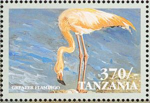 greater flamingo (Phoenicopterus roseus)