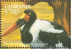 Saddle-billed-Stork-Ephippiorhynchus-sen