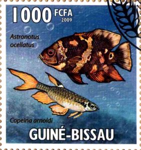 Oscar (Astronotus ocellatus), Splash Tetra (Copeina arnoldi)