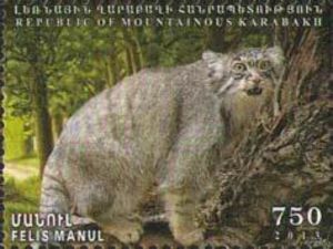 Pallas's Cat (Felis manul)