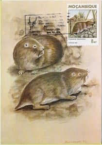 Cryptomys hottentotus, Gray