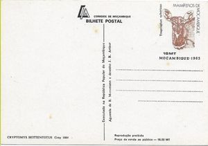 Cryptomys hottentotus, Gray