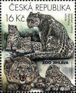 Snow Leopard (Panthera uncia)