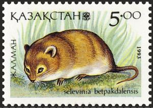Desert Dormouse (Selevinia betpakdalaensis)