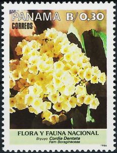 Biyuyo (Cordia dentata)