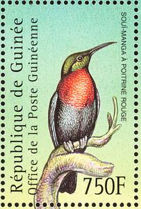 Scarlet-chested Sunbird (Chalcomitra senegalensis)