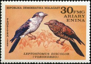 Cuckoo-roller (Leptosomus discolor)