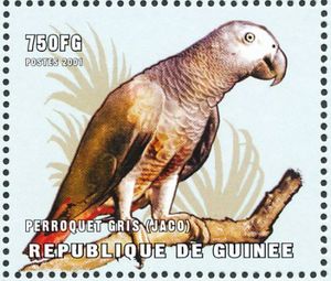 Grey Parrot (Psittacus erithacus)