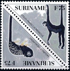 Saguinus midas midas & Ateles paniscus paniscus