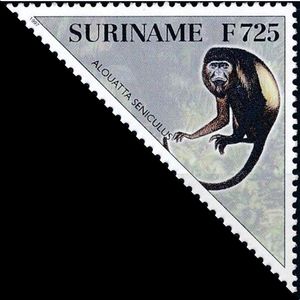 Colombian Red Howler (Alouatta seniculus)