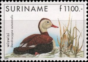 Black-bellied Whistling Duck (Dendrocygna autumnalis)