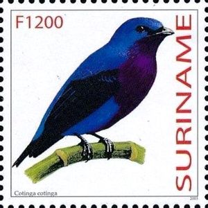 Purple-breasted Cotinga (Cotinga cotinga)