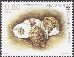 Spur-thighed Tortoise (Testudo graeca)