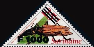 Macrodontia cervicornis (Overprinted)