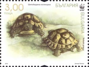 Spur-thighed Tortoise (Testudo graeca)