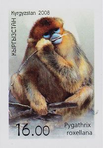 Golden Snub-nosed Monkey (Pygathrix roxellana)