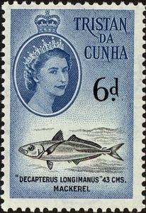 Mackerel (Decapterus longimanus)